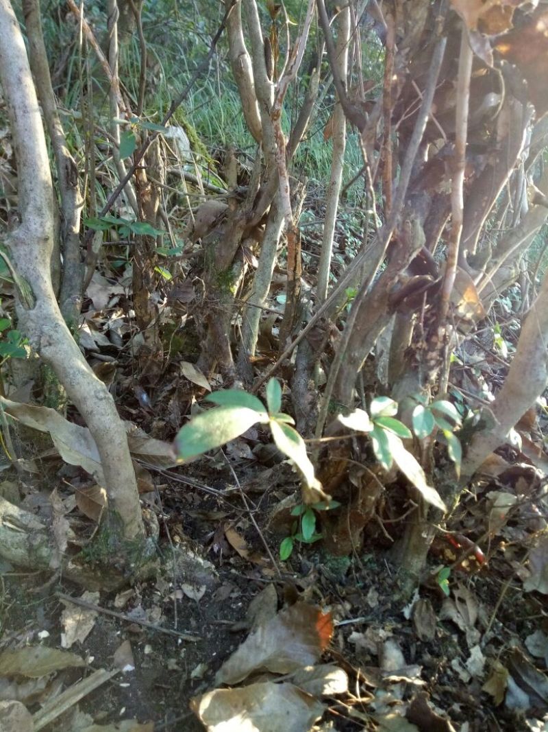 映山红树桩5cm以下