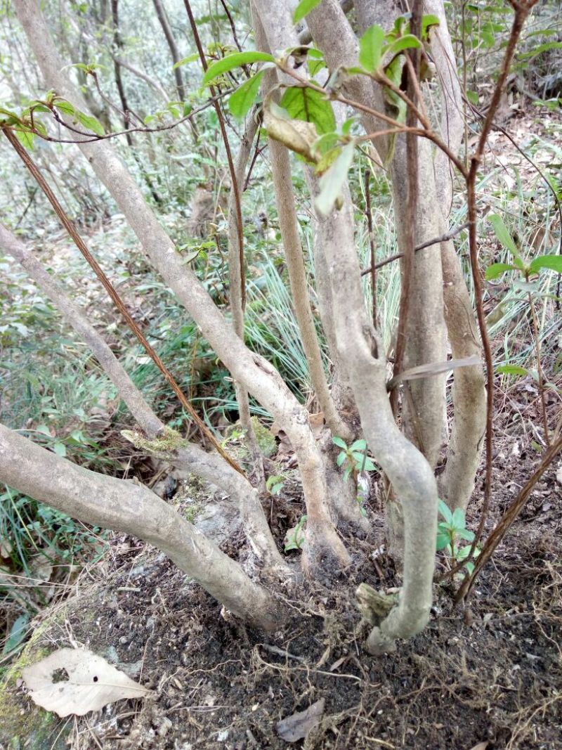 映山红树桩5cm以下