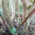 映山红树桩5cm以下