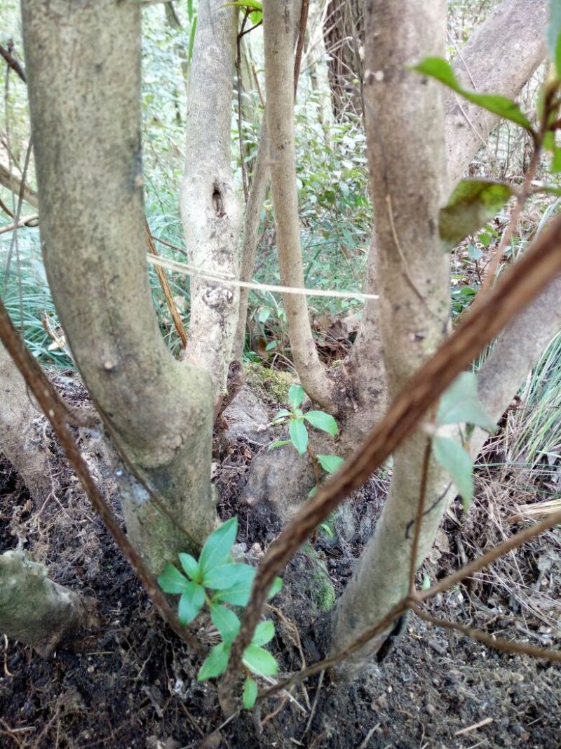 映山红树桩5cm以下