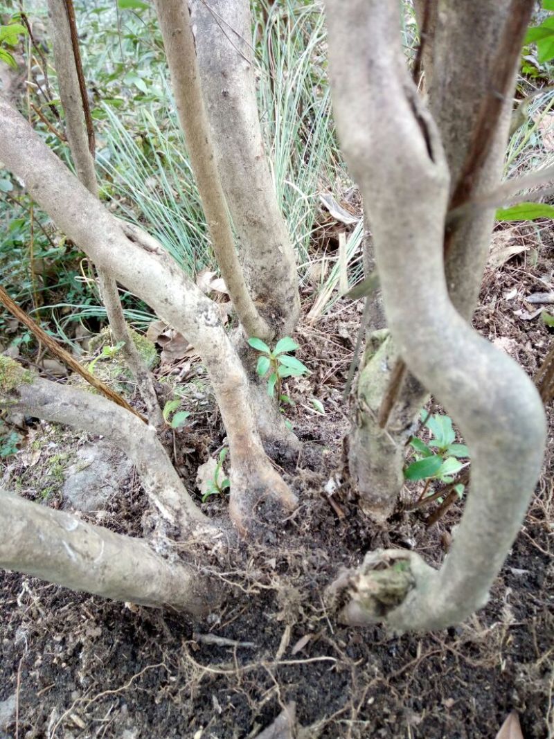 映山红树桩5cm以下