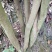映山红树桩5cm以下