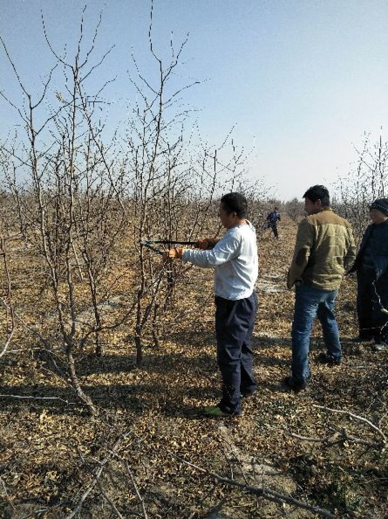 【冬枣树苗见效快】品种优良价格公道技术指导产量高易管理