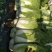黄心白菜4~6斤毛菜