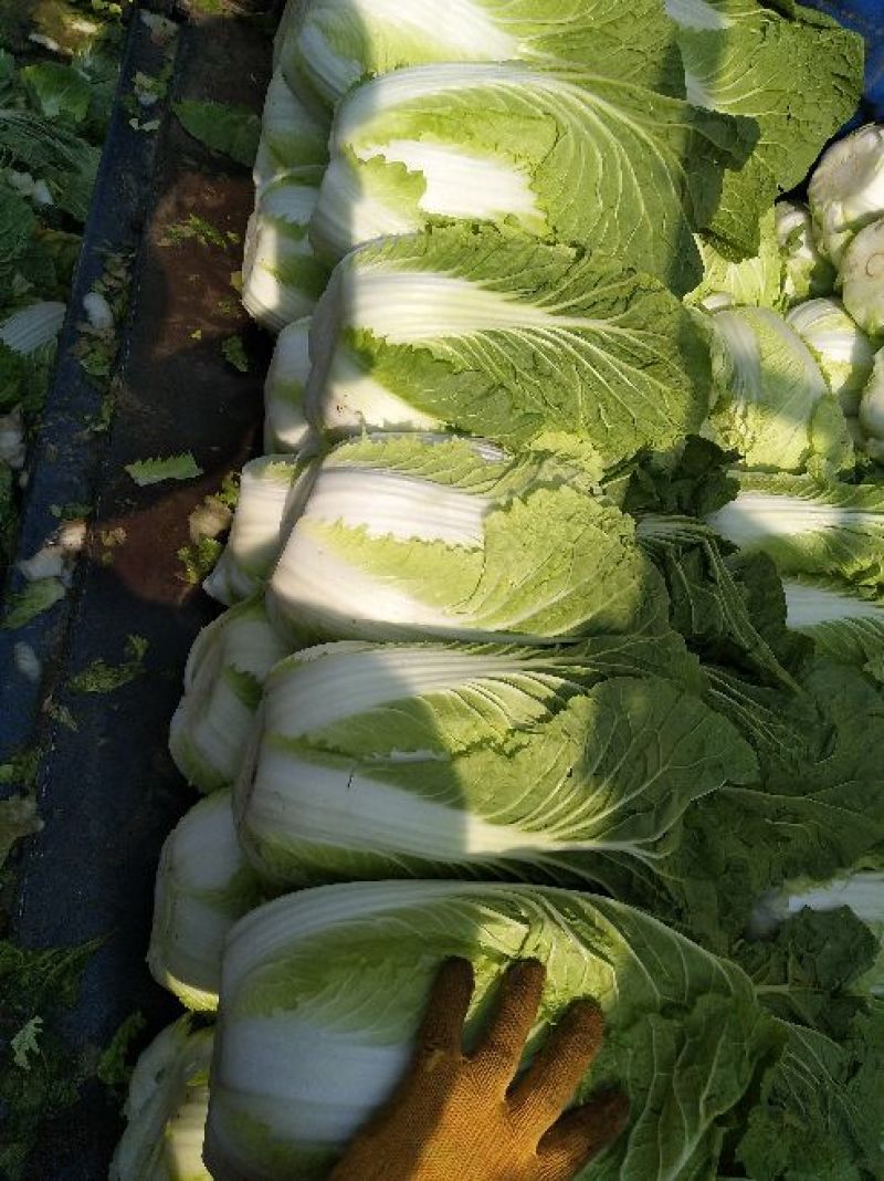 黄心白菜4~6斤毛菜