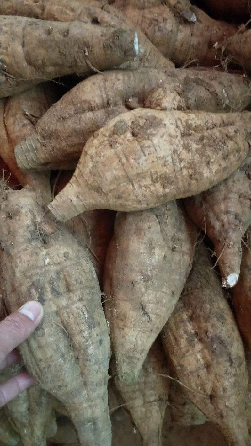 葛根1.5~2斤食用广西梧州藤县和平镇特产无渣粉葛。