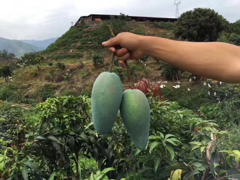 金黄大青芒5【攀枝花产地】绝非广西海南可比