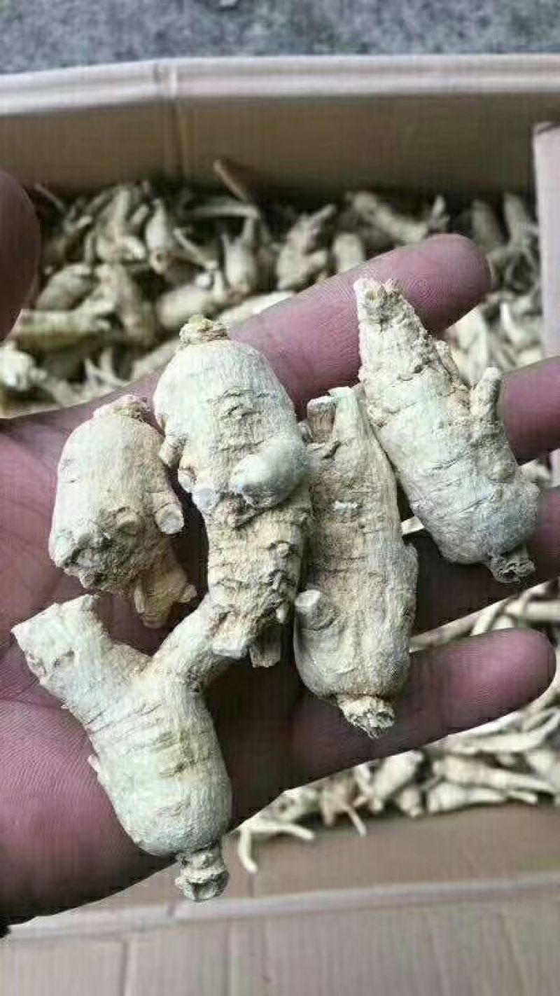 西洋参选货一首货源视频看货原产地批发