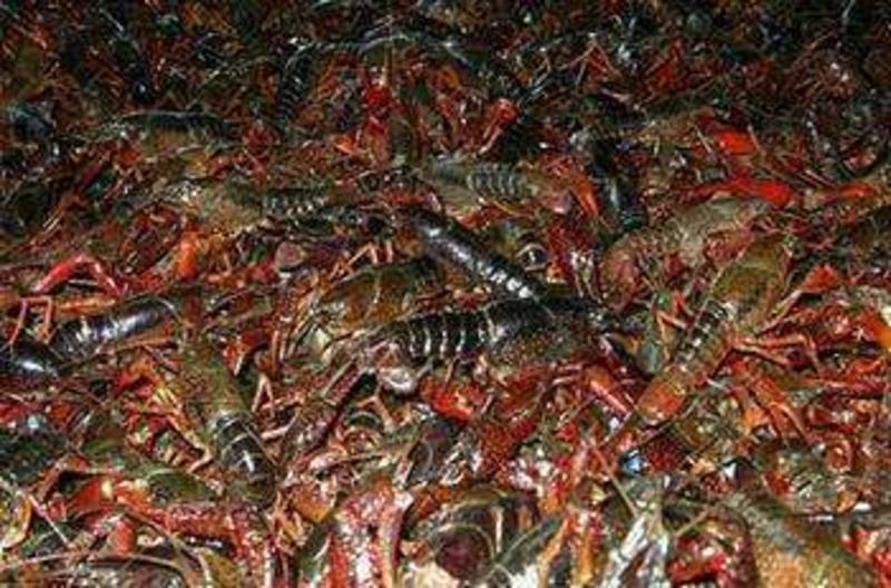 澳洲淡水小龙虾小龙虾主养2-4钱（10-20克）种苗