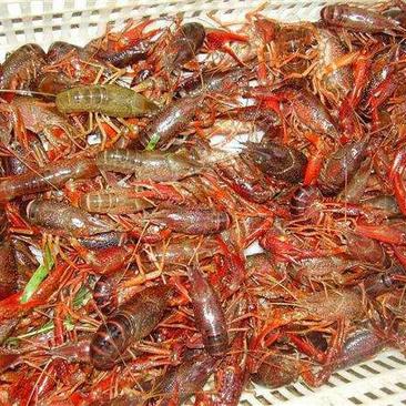 澳洲淡水小龙虾小龙虾主养2-4钱（10-20克）种苗