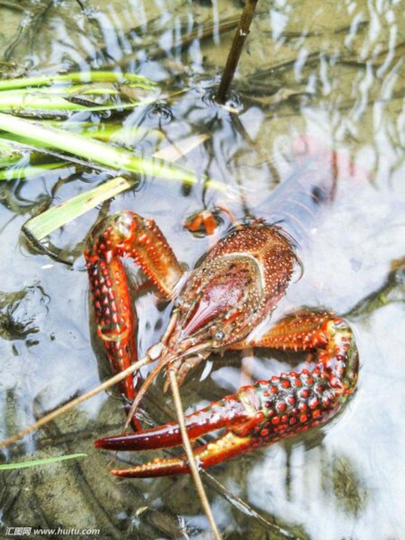 澳洲淡水小龙虾小龙虾主养2-4钱（10-20克）种苗