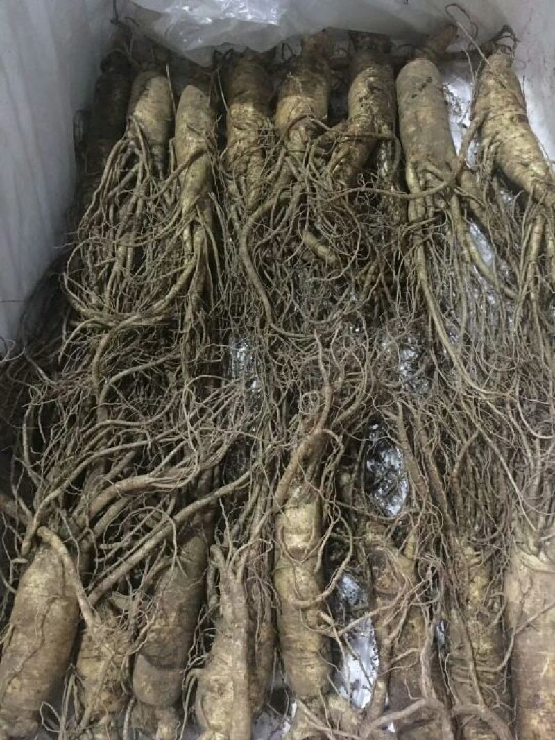 人参鲜假一赔十正宗原产地批发合作共赢