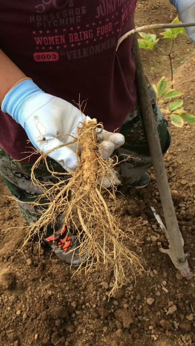 人参鲜假一赔十正宗原产地批发合作共赢