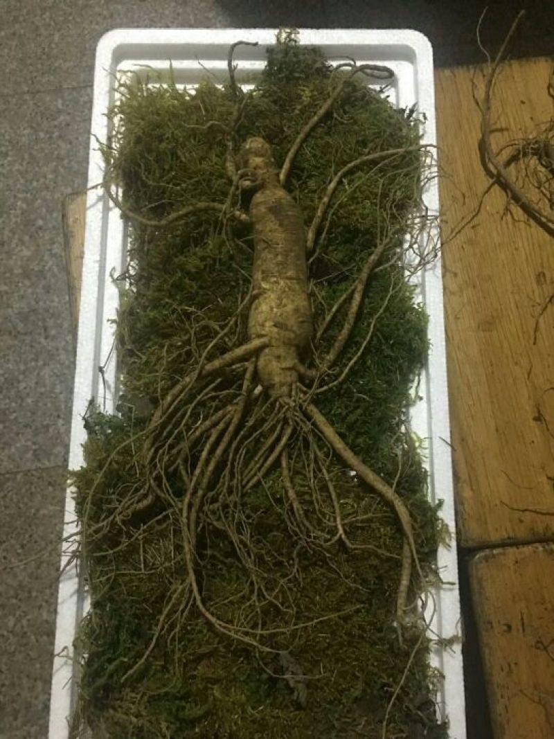人参鲜假一赔十正宗原产地批发合作共赢