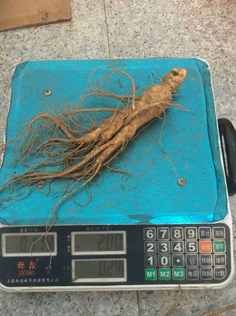 人参鲜假一赔十正宗原产地批发合作共赢