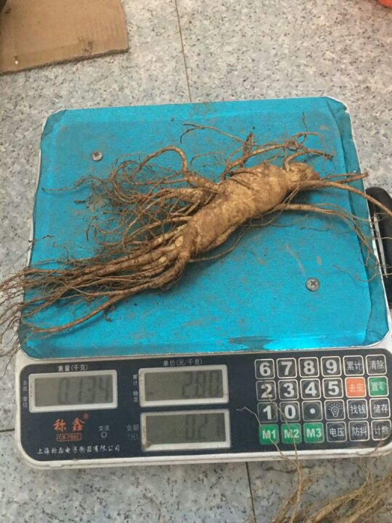 人参鲜假一赔十正宗原产地批发合作共赢