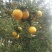 晚芦椪柑6~6.5cm