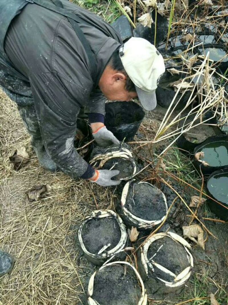 芦苇50~60cm