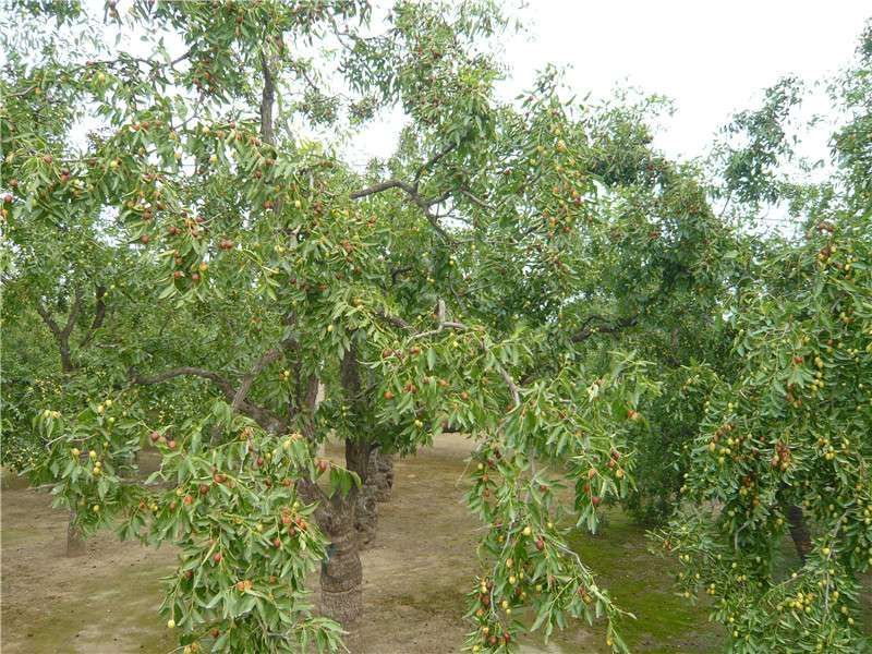 冬枣苗小枣苗枣树苗苗圃基地直销品种纯正免费提供技术