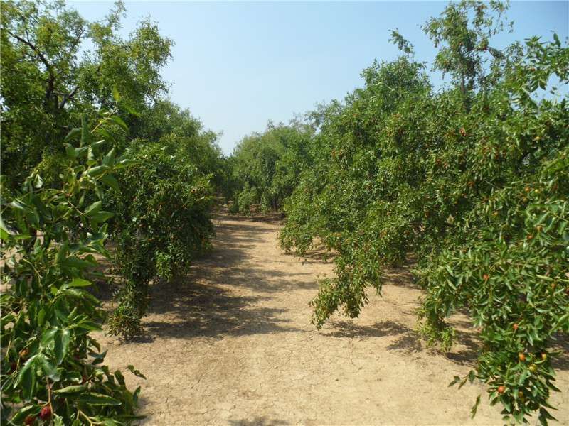 冬枣苗小枣苗枣树苗苗圃基地直销品种纯正免费提供技术