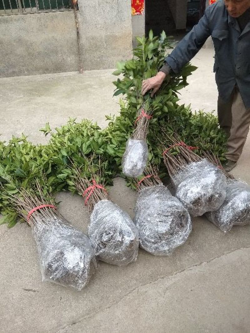 金桂苗黄金桂花苗，自产自销，量大价优，