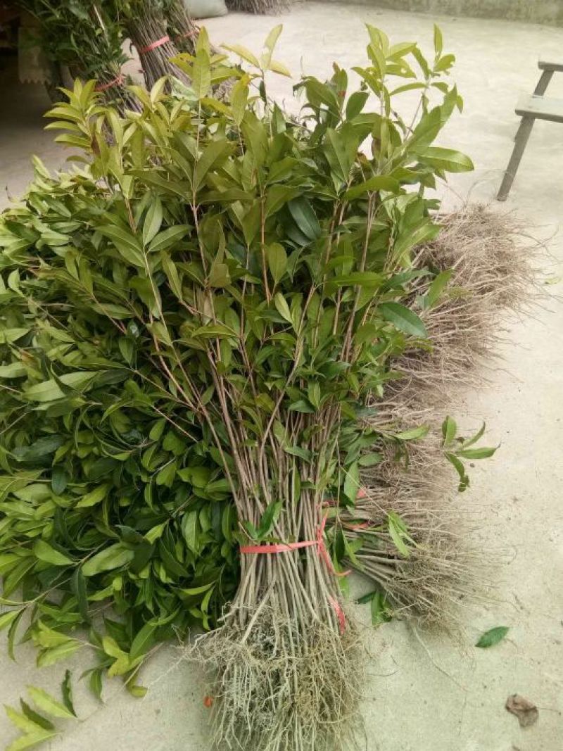金桂苗黄金桂花苗，自产自销，量大价优，