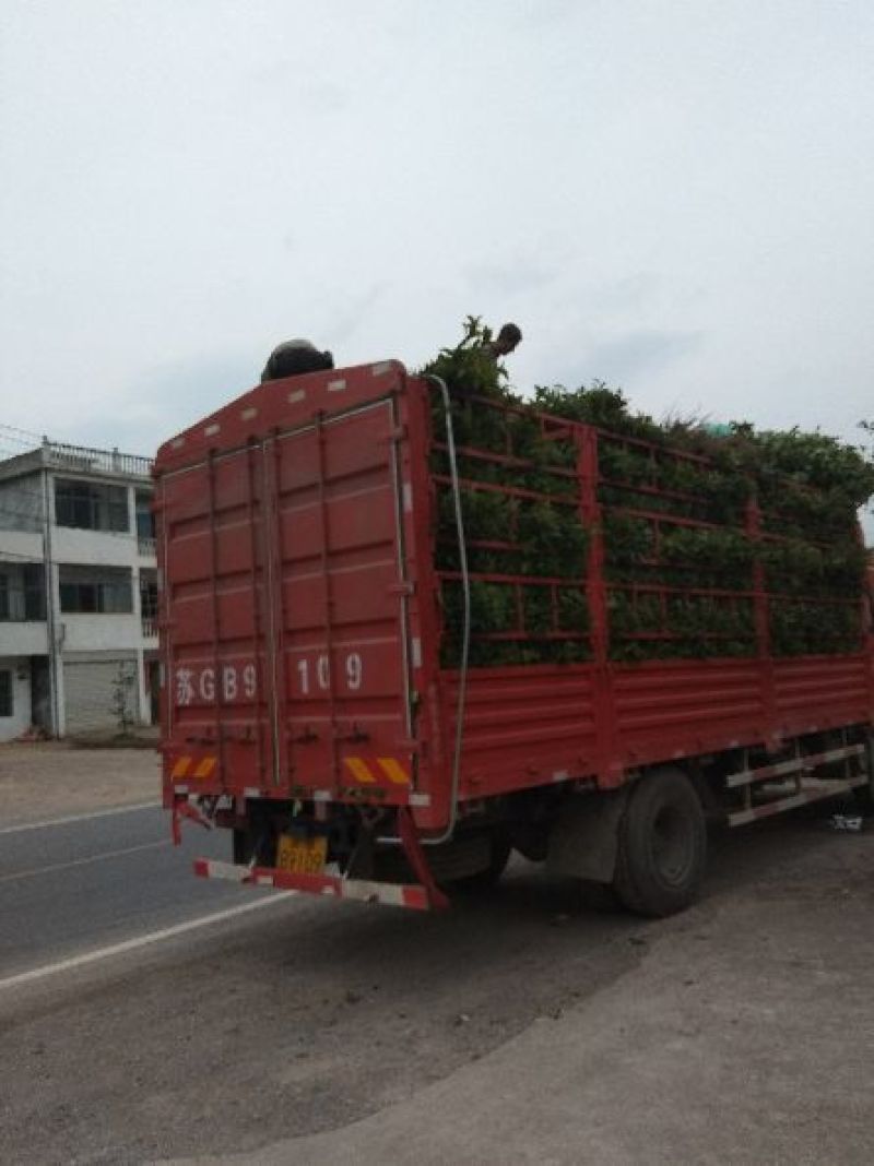 丹桂苗，红花丹桂2到5公分可零售发货，