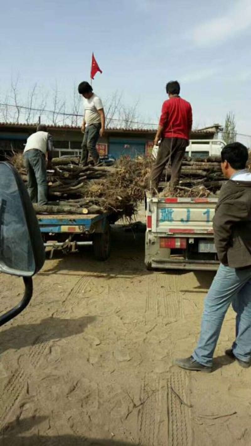 山东小枣苗金丝枣苗基地直供包成活量大可视频看货