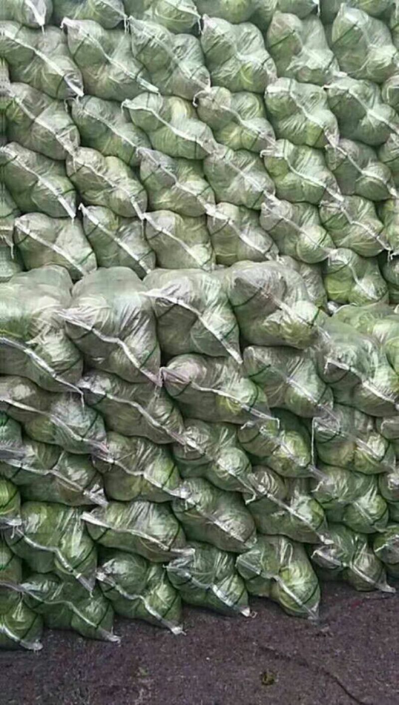 精品旺旺甘蓝2~3斤产地直销物美价廉大量有货