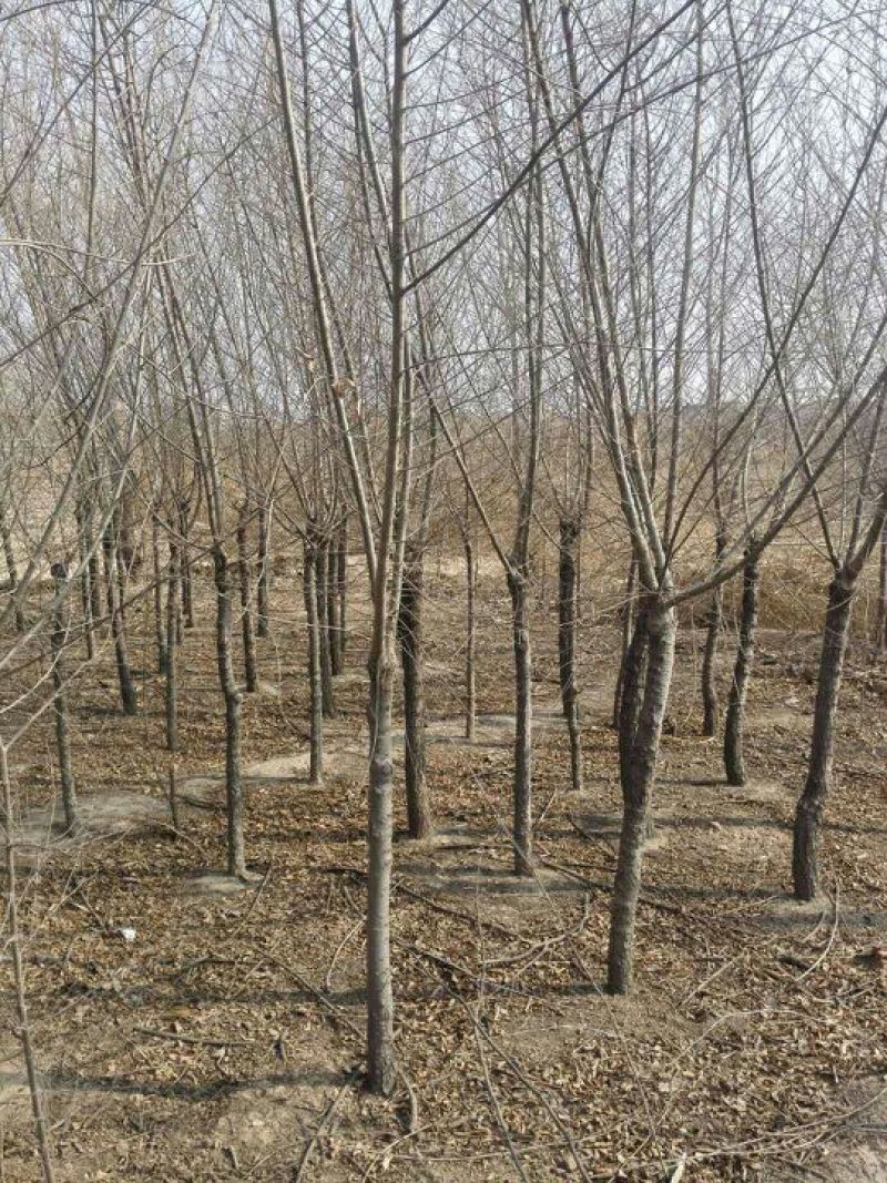 金叶榆6~8cm4~6cm0.5~1m