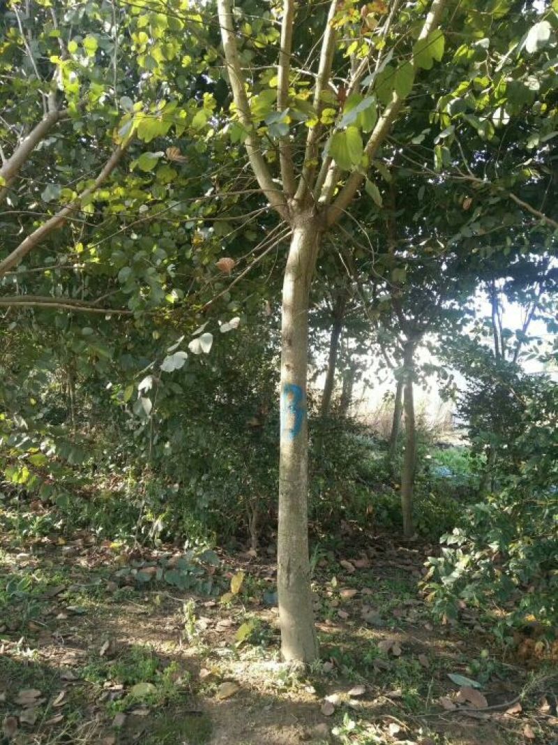 宫粉紫荆10~12cm8~10cm2.5~3米