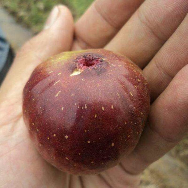 波姬红无花果苗1年苗-5年苗基地直销欢迎选购
