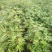 波姬红无花果苗1年苗-5年苗基地直销欢迎选购