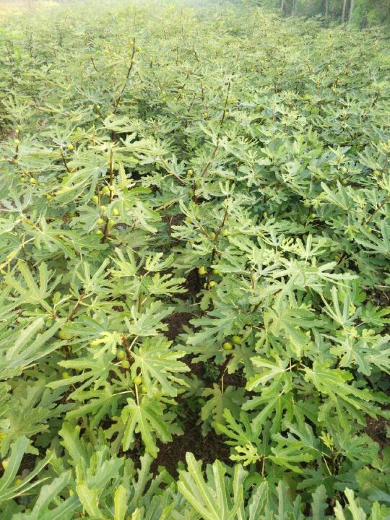 波姬红无花果苗1年苗-5年苗基地直销欢迎选购