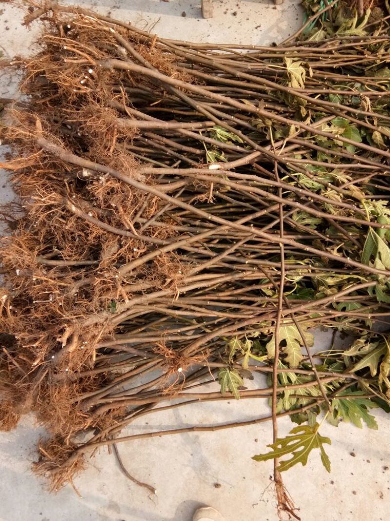 波姬红无花果苗1年苗-5年苗基地直销欢迎选购