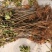 波姬红无花果苗1年苗-5年苗基地直销欢迎选购