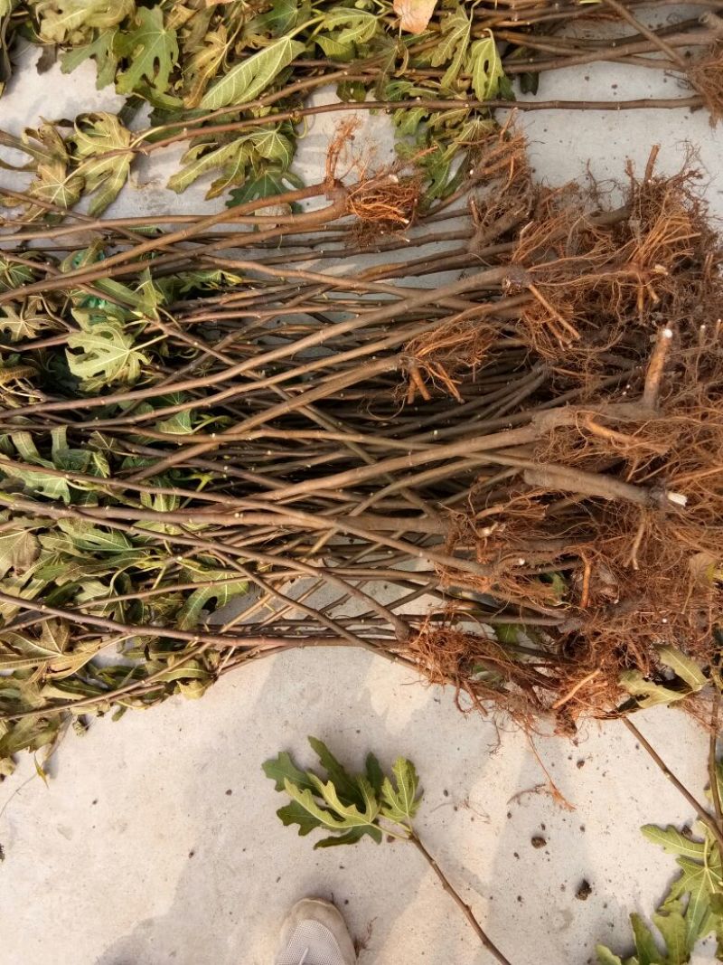 波姬红无花果苗1年苗-5年苗基地直销欢迎选购