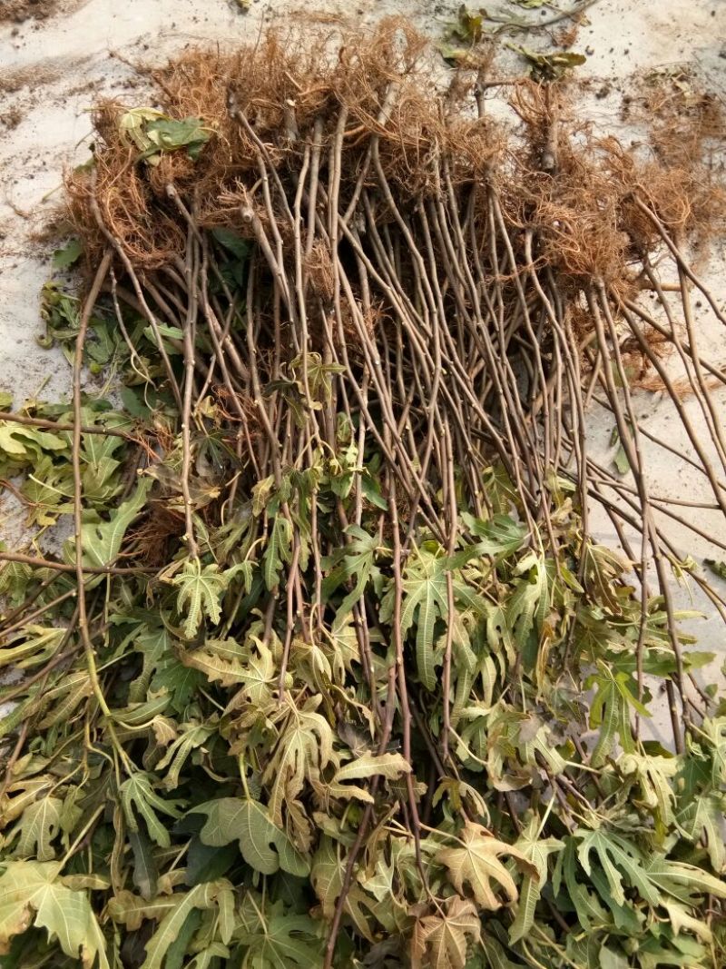 波姬红无花果苗1年苗-5年苗基地直销欢迎选购