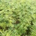 波姬红无花果苗1年苗-5年苗基地直销欢迎选购