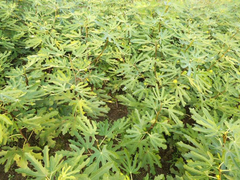 波姬红无花果苗1年苗-5年苗基地直销欢迎选购