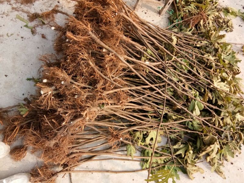 波姬红无花果苗1年苗-5年苗基地直销欢迎选购