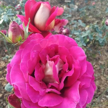 欧洲月季10~20cm
