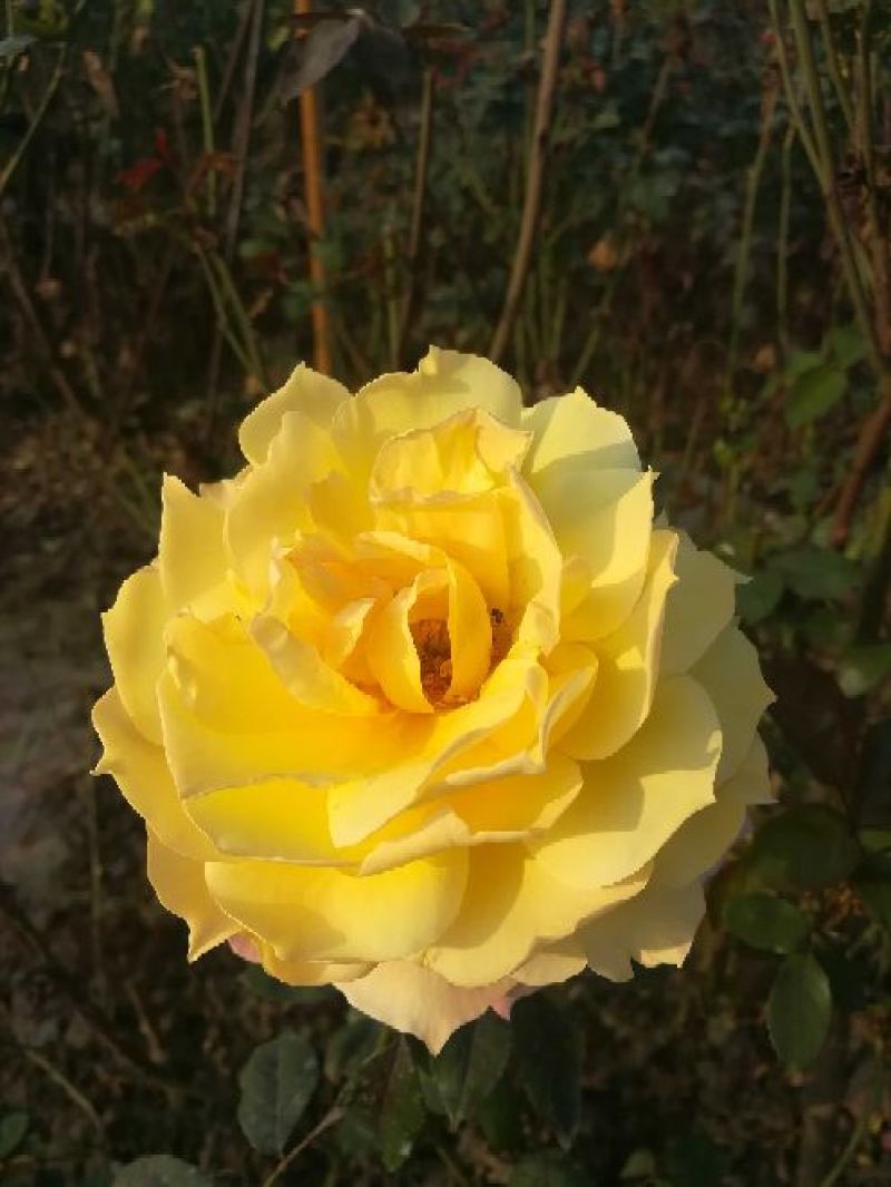 欧洲月季10~20cm