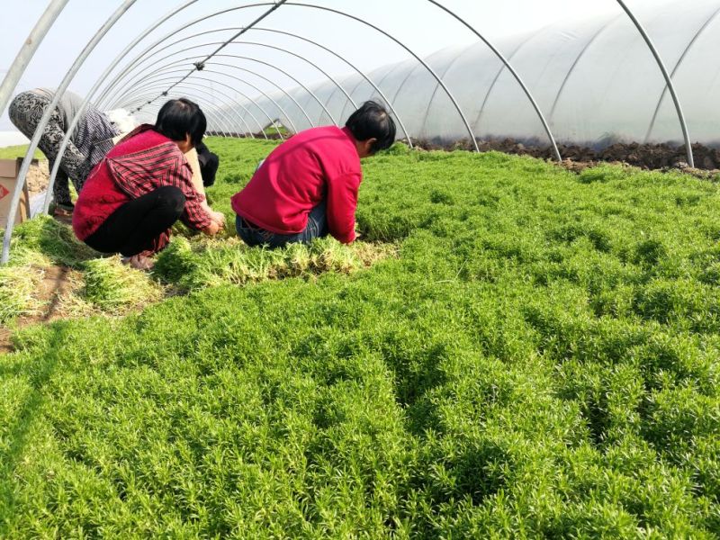五色草10cm以下