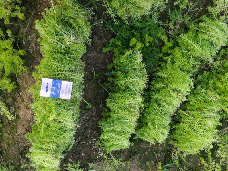 五色草10cm以下