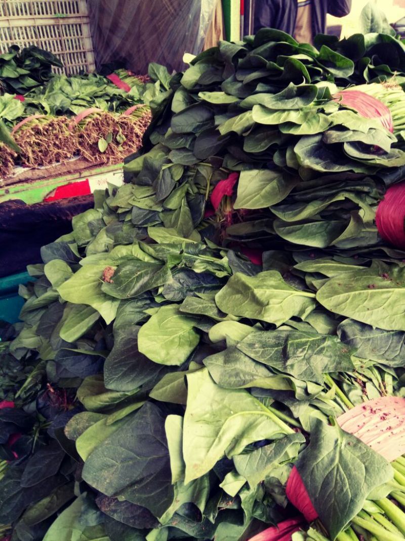 河北菠菜大量上市，代发全国，产地供应量大优惠