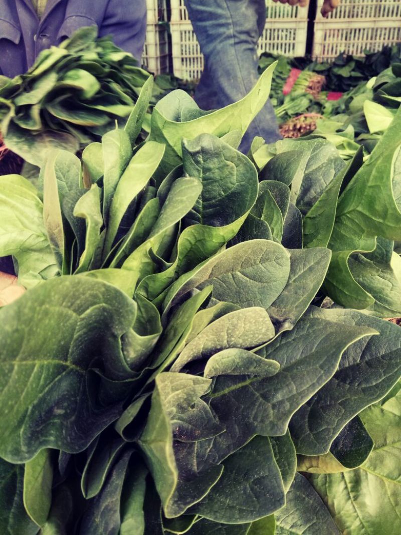 河北菠菜大量上市，代发全国，产地供应量大优惠