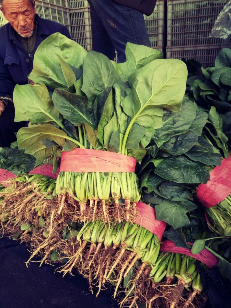 河北菠菜大量上市，代发全国，产地供应量大优惠