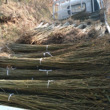 拐枣树苗30~50cm