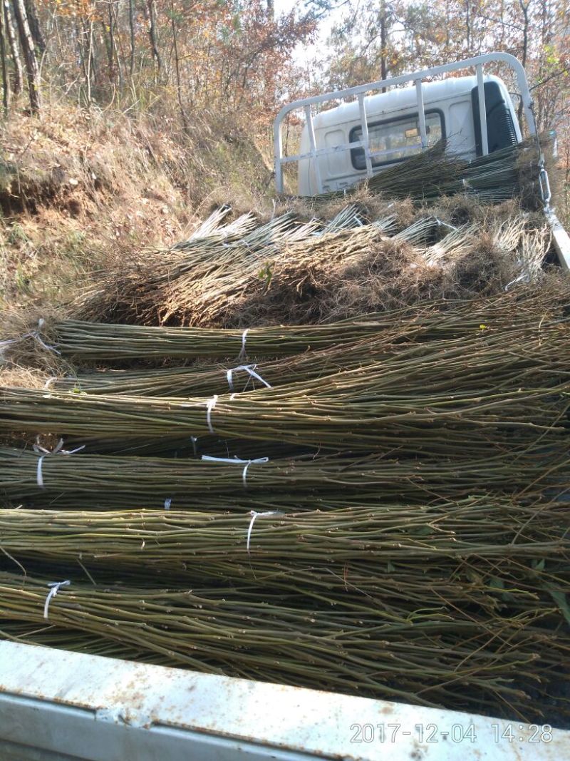 拐枣树苗30~50cm